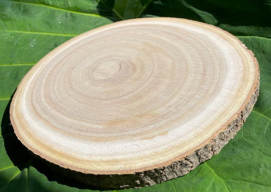 Centerpiece Natural Wood Disc Slices with Bark